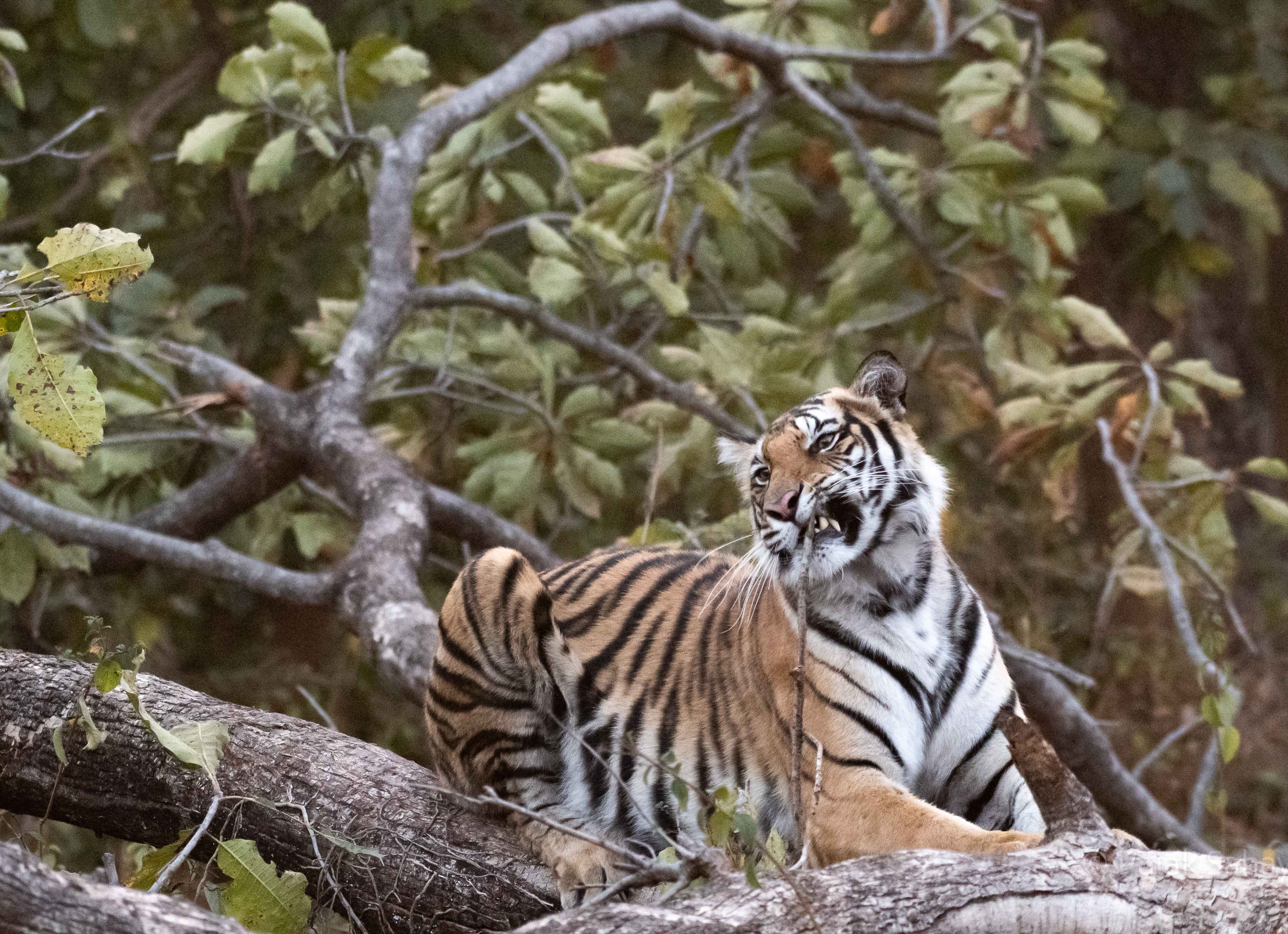 Tiger